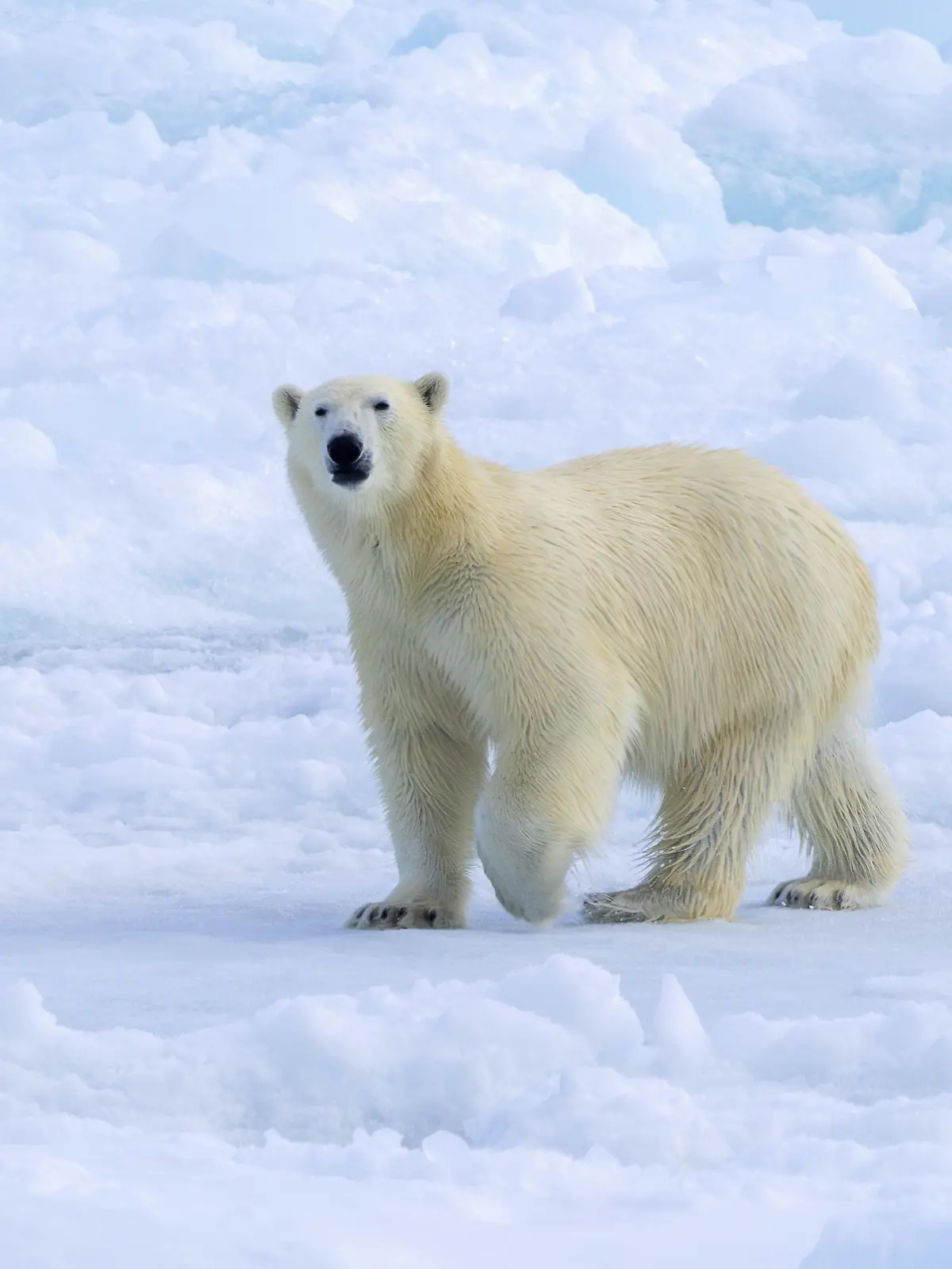 Bild zu: "Vogelgrippe bei Eisbären auf Spitzbergen nachgewiesen "