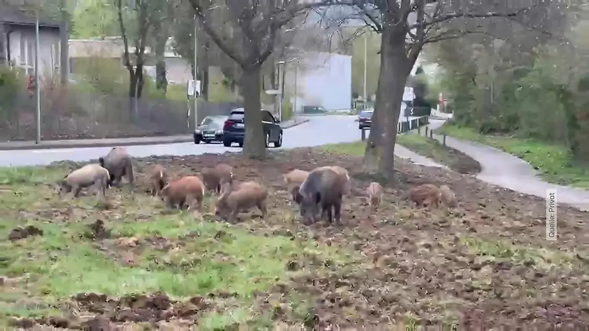 Wildschwein-Terror in Hagen! Tiere machen sich in Wohngebiet breit Anwohner in Angst