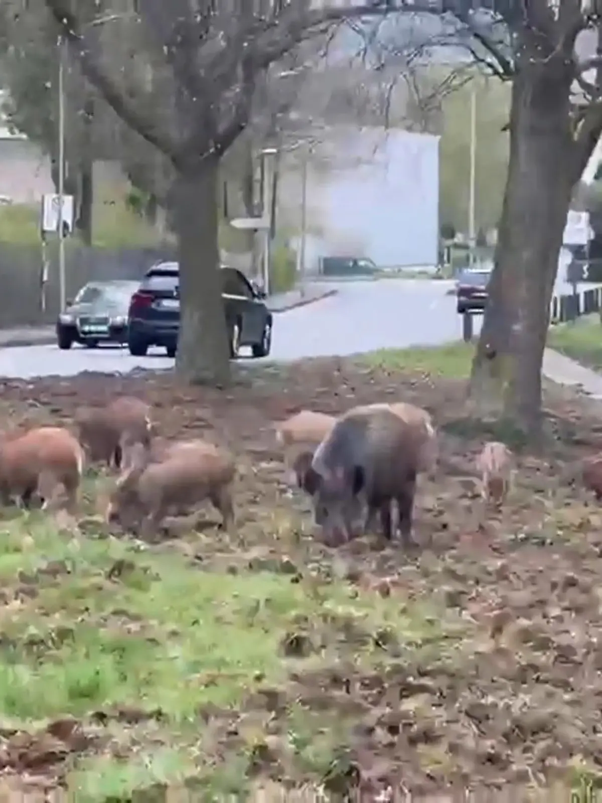 Bild zu: "Wildschwein-Terror in Hagen! Tiere machen sich in Wohngebiet breit"