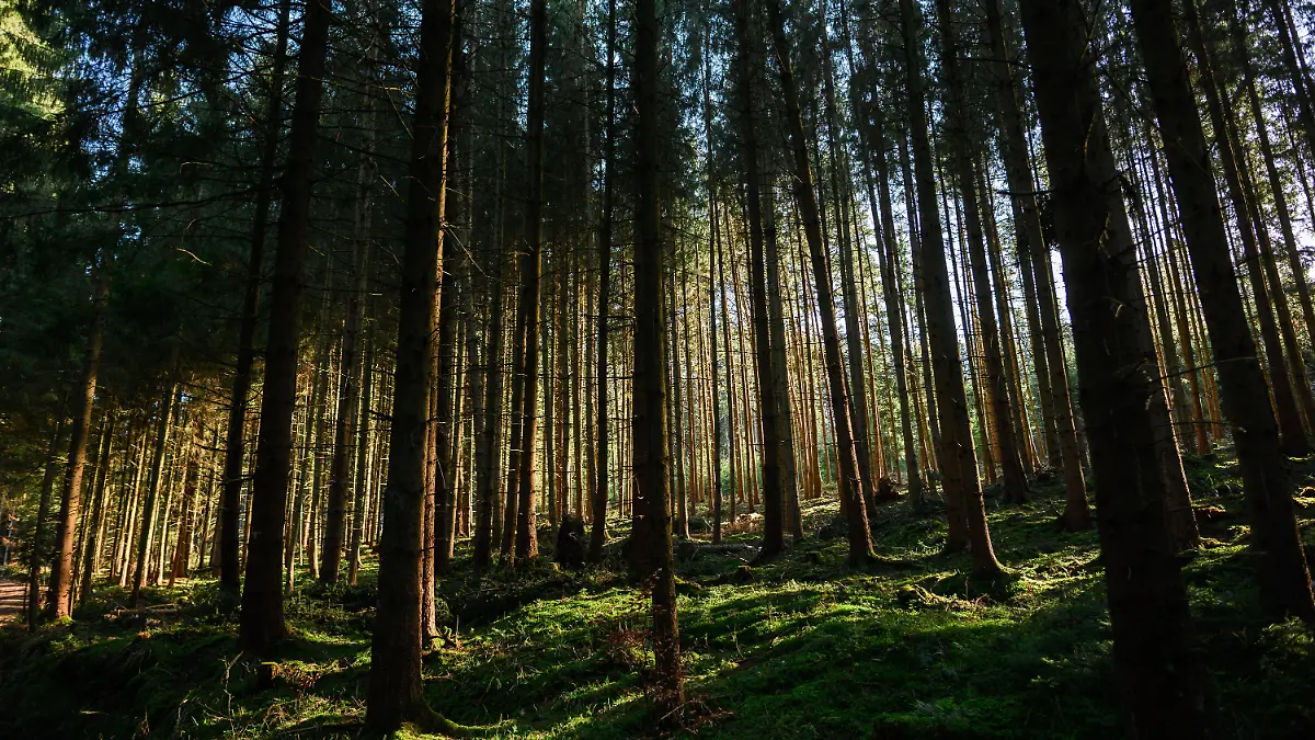 Einsatz im Wald