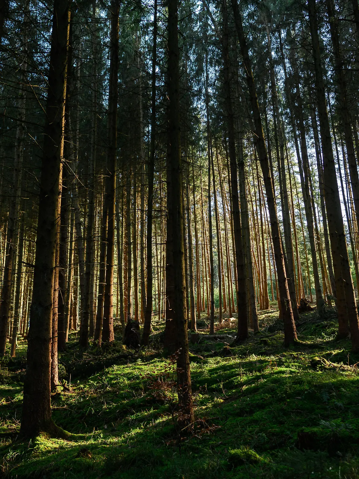 Einsatz im Wald