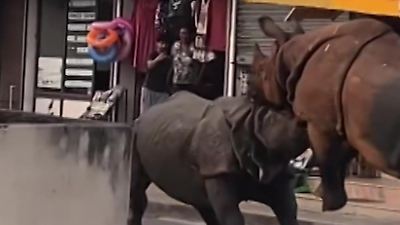 Bild von Brutaler Nashorn-Kampf mitten im Wohngebiet – direkt vor Anwohnern und Touristen!