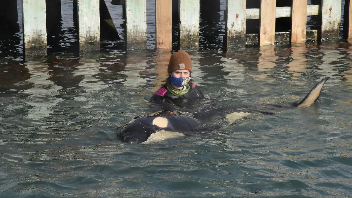 13.07.2021, Neuseeland, Wellington: Freiwillige Helfer kümmern sich um ein Orca-Baby, das seine Familie verloren hat, in Wellington, Neuseeland. KEINE ARCHIVIERUNG Foto: Ben Mckay/AAP/dpa +++ dpa-Bildfunk +++