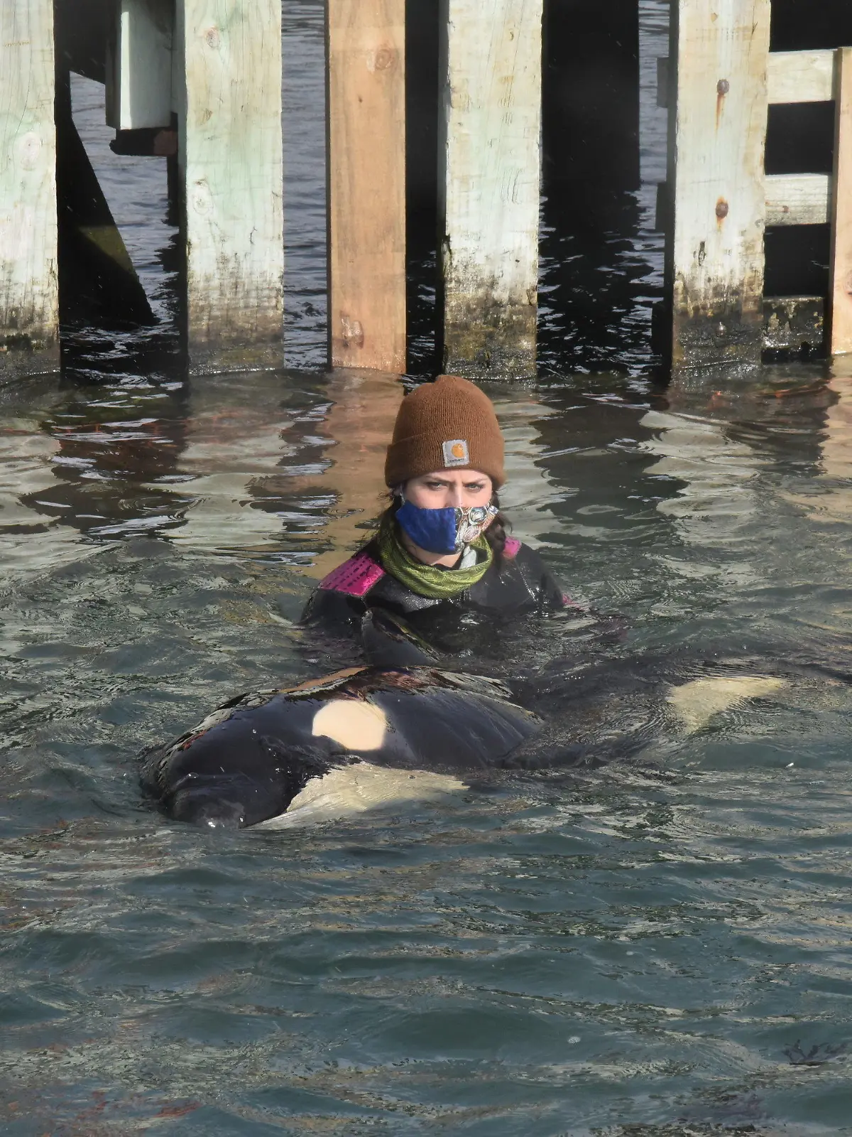 13.07.2021, Neuseeland, Wellington: Freiwillige Helfer kümmern sich um ein Orca-Baby, das seine Familie verloren hat, in Wellington, Neuseeland. KEINE ARCHIVIERUNG Foto: Ben Mckay/AAP/dpa +++ dpa-Bildfunk +++