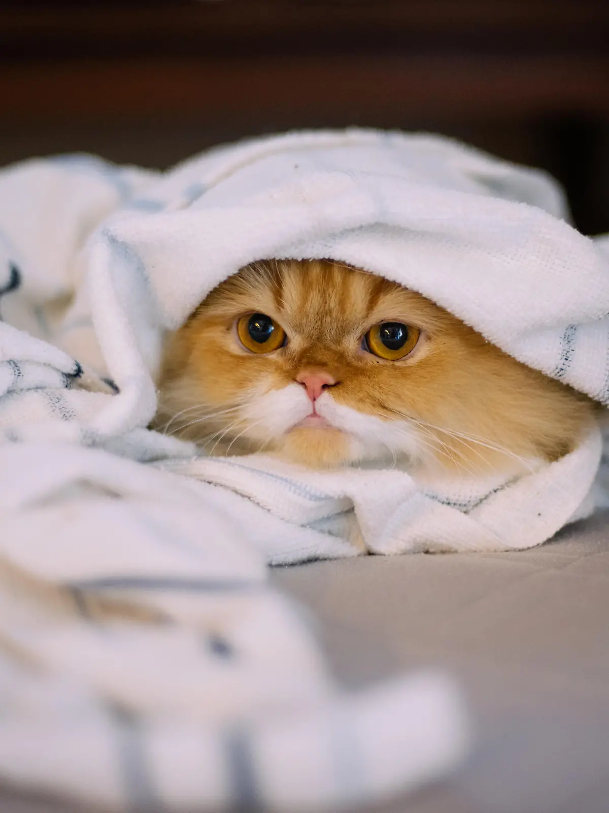 Kätzchen versteckt sich unter der Decke
