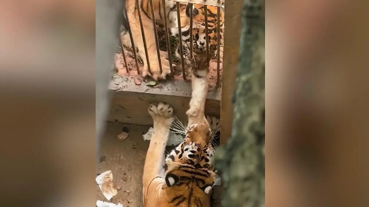 Tiger schreit vor Schmerz! Rivale verbeißt sich in Raubtier Erbitterter Kampf in der Paarungszeit