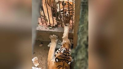 Bild von Tiger schreit vor Schmerz! Rivale verbeißt sich in Raubtier