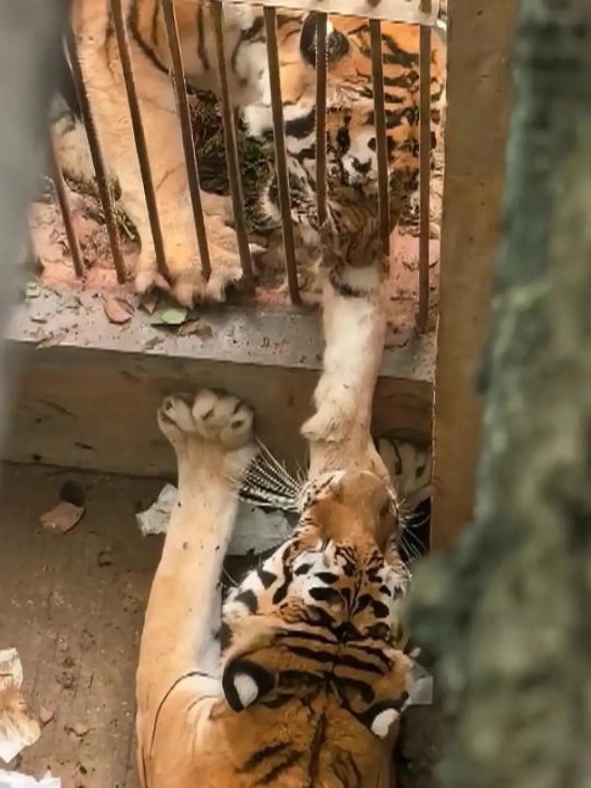Bild zu: "Tiger schreit vor Schmerz! Rivale verbeißt sich in Raubtier"