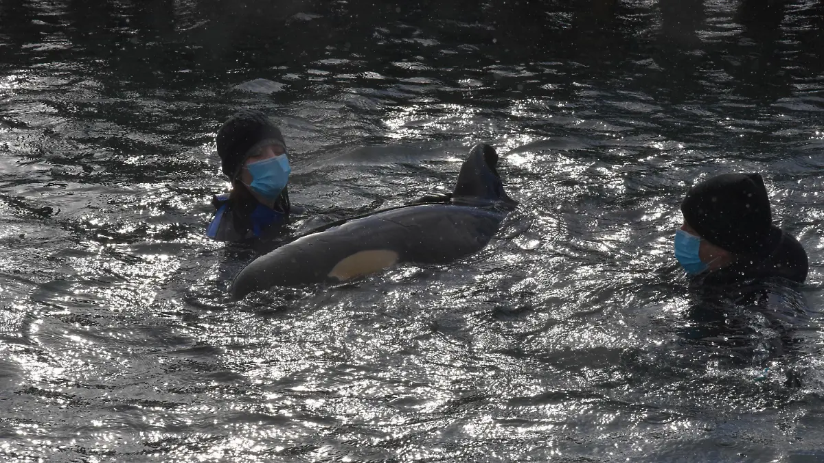 13.07.2021, Neuseeland, Wellington: Freiwillige Helfer kümmern sich um ein Orca-Baby, das seine Familie verloren hat, in Wellington, Neuseeland. KEINE ARCHIVIERUNG Foto: Ben Mckay/AAP/dpa +++ dpa-Bildfunk +++