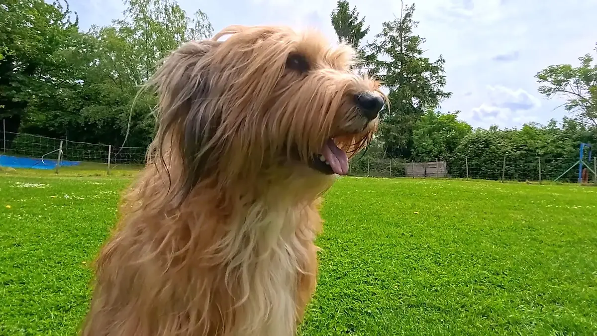 Hunde retten Igel vor dem Mähroboter Schutz durchs Schnüffeln