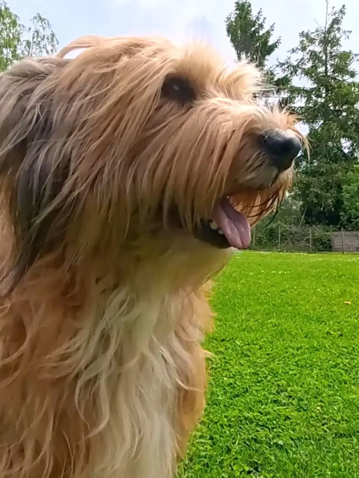 Bild zu: "Hunde retten Igel vor dem Mähroboter"