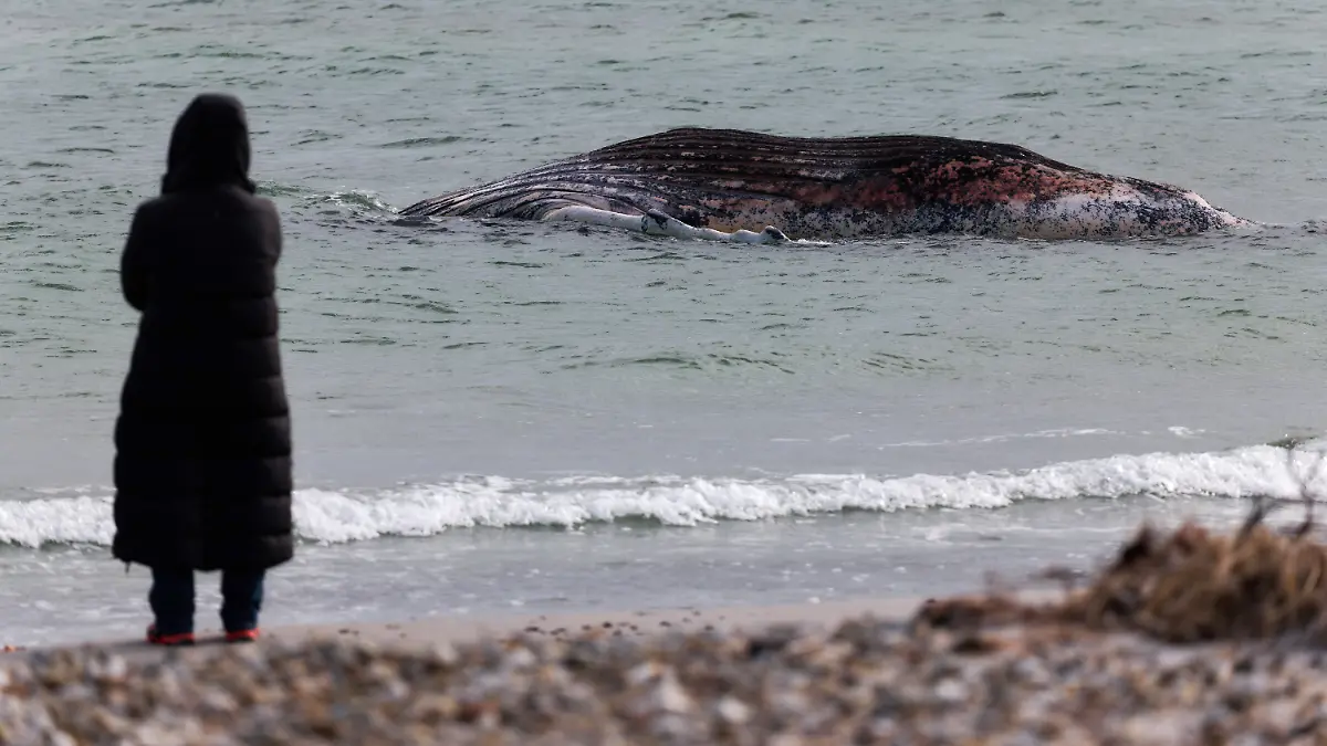 Tierärztin Anne Herrschaft steht am Ufer unweit vom toten Buckelwal, der vor der dänischen Insel Anholt liegt. Es handelt sich um den als Timmy bekannten Buckelwal, der Ende März erstmals vor Timmendorfer Strand gestrandet war und rund einen Monat später in die Nordsee transportiert wurde.