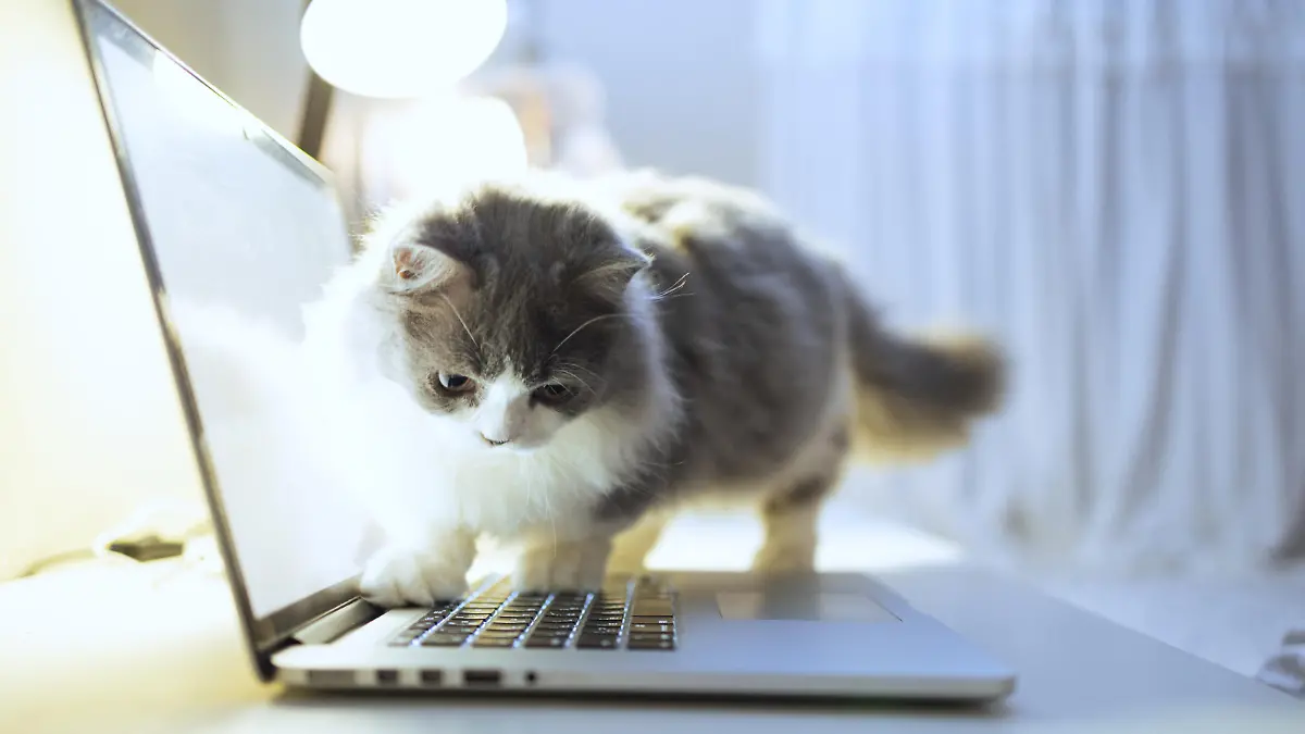 Munchkins werden auch bei uns immer beliebter