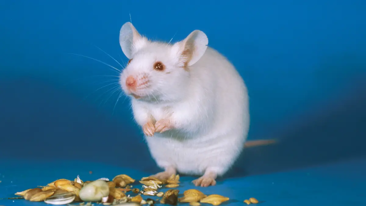 DEU, 2001: Hausmaus (Mus musculus) mit Futter. Die hier abgebildete weisse Zuchtform wird in Labors in grossen Mengen als Versuchstier verwendet. [en] House mouse (Mus musculus). White mice are favourit laboratory animals. | DEU, 2001: House mouse (Mus musculus). White mice are favourit laboratory animals.