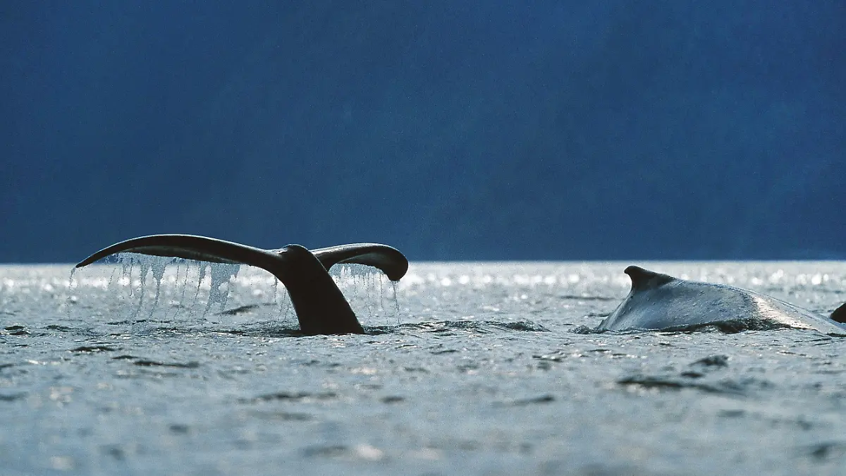 Buckelwal (Megaptera novaeangliae), Schwanzflosse, Alaska. | humpback whale (Megaptera novaeangliae), fluke.