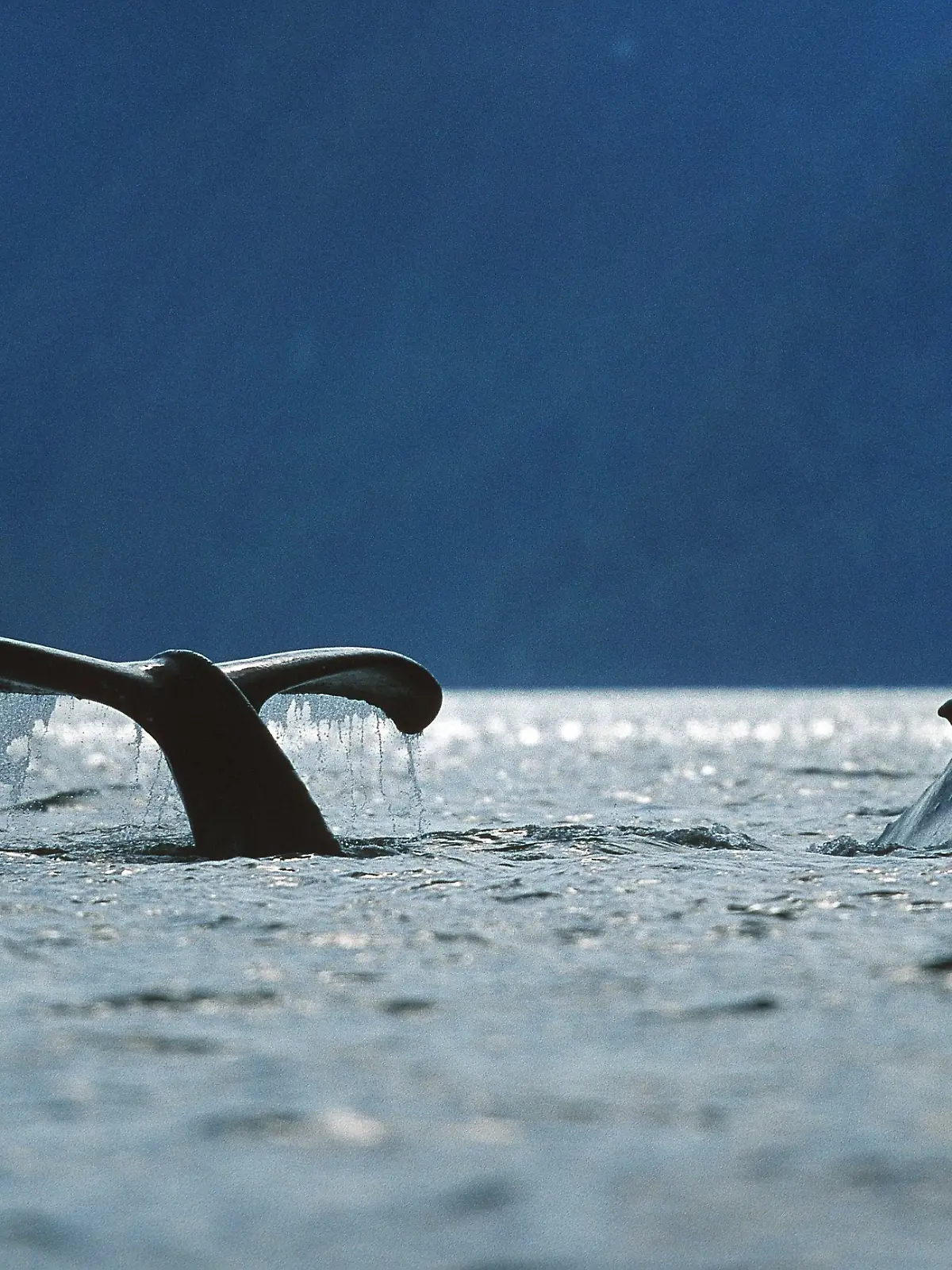 Buckelwal (Megaptera novaeangliae), Schwanzflosse, Alaska. | humpback whale (Megaptera novaeangliae), fluke.