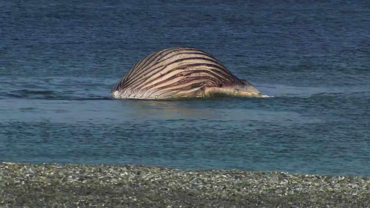 Der tote Buckelwal liegt aufgebläht vor der dänischen Insel Anholt (Standbild aus einem Video). Nach erfolglosen Transportversuchen bleibt der Kadaver des als «Timmy» bekannten Buckelwals voraussichtlich über Pfingsten vor der dänischen Urlaubsinsel Anholt liegen.