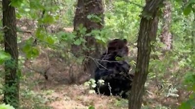 Bild von Laufen HIER Bären frei herum? Zoo verängstigt Besucher mit dieser Aktion