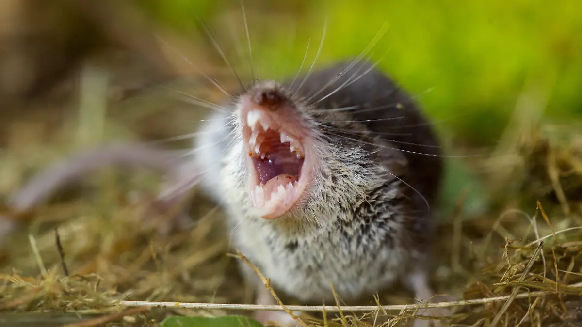 ie Feldspitzmaus bewohnt waldfreie, extensiv genutzte Offenlebensräume wie Brachen, aufgelassenes Grünland, Wegränder, Felder und Gärten vom Flachland bis in etwa 700 m Höhe. Die Tiere wechseln zu bestimmten Jahreszeiten in deckungsreicheres und feuchteres Gelände. Vor allem im Bereich der nördlichen Verbreitungsgrenze ist die Art eng an menschliche Siedlungen gebunden.