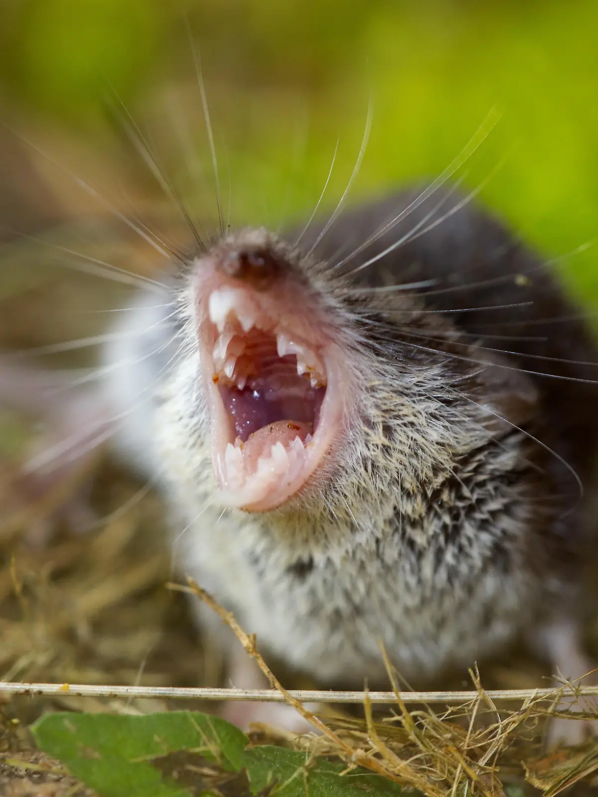 ie Feldspitzmaus bewohnt waldfreie, extensiv genutzte Offenlebensräume wie Brachen, aufgelassenes Grünland, Wegränder, Felder und Gärten vom Flachland bis in etwa 700 m Höhe. Die Tiere wechseln zu bestimmten Jahreszeiten in deckungsreicheres und feuchteres Gelände. Vor allem im Bereich der nördlichen Verbreitungsgrenze ist die Art eng an menschliche Siedlungen gebunden.