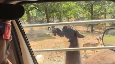 Bild von Fiese Spuckattacke bei Fütterung! Lamas haben es auf Familie abgesehen