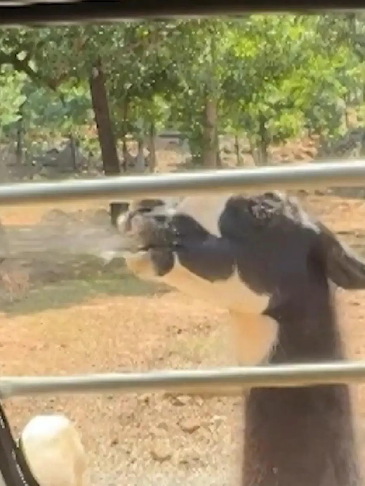 Bild zu: "Fiese Spuckattacke bei Fütterung! Lamas haben es auf Familie abgesehen"