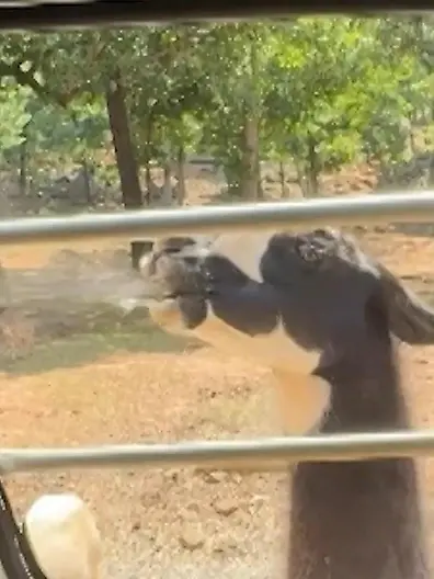 Bild zu: "Fiese Spuckattacke bei Fütterung! Lamas haben es auf Familie abgesehen"