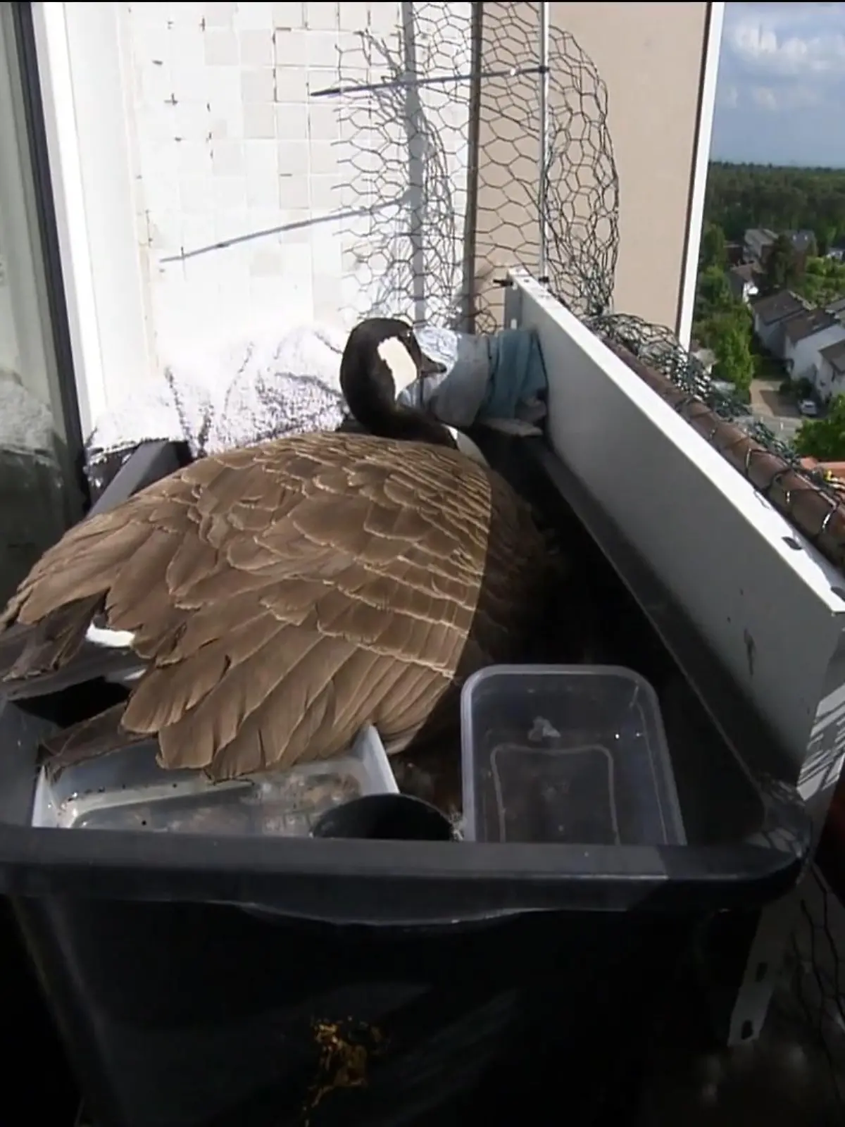 Bild zu: "Gans brütet in 34 Metern Höhe"