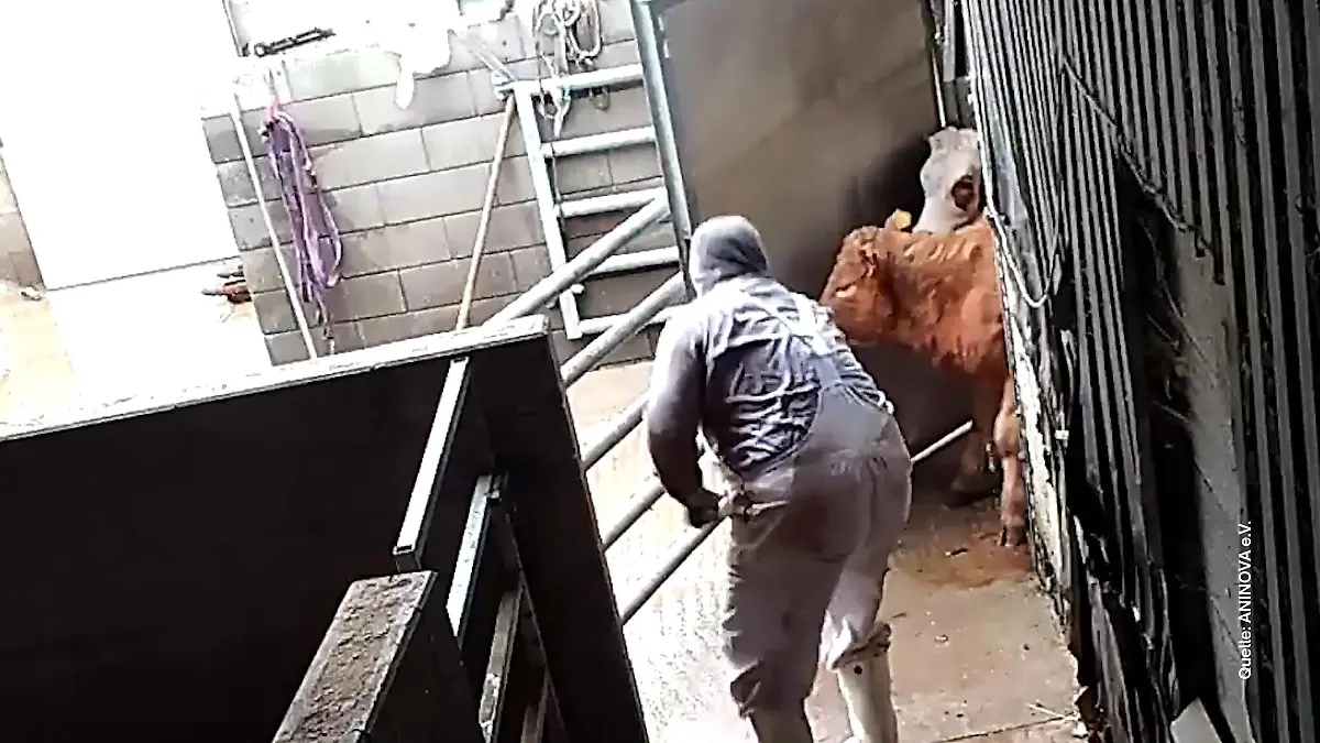 Prozess nach Tierquälerei Heimliche Videos vom Schlachthof