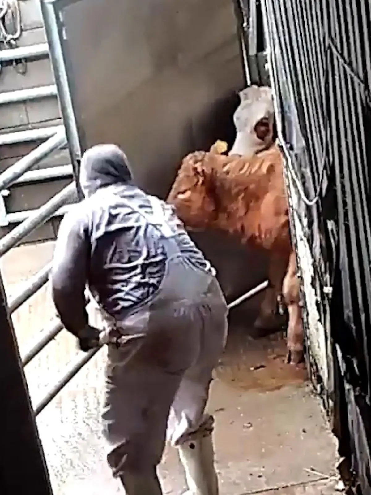 Bild zu: "Prozess nach Tierquälerei"