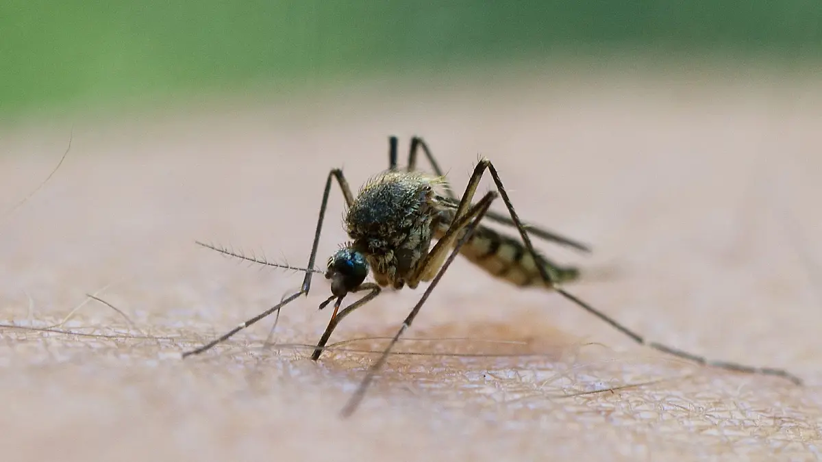 RKI-warnt-vor-West-Nil-Virus-in-Deutschland-Was-die-Krankheit-so-unberechenbar-macht