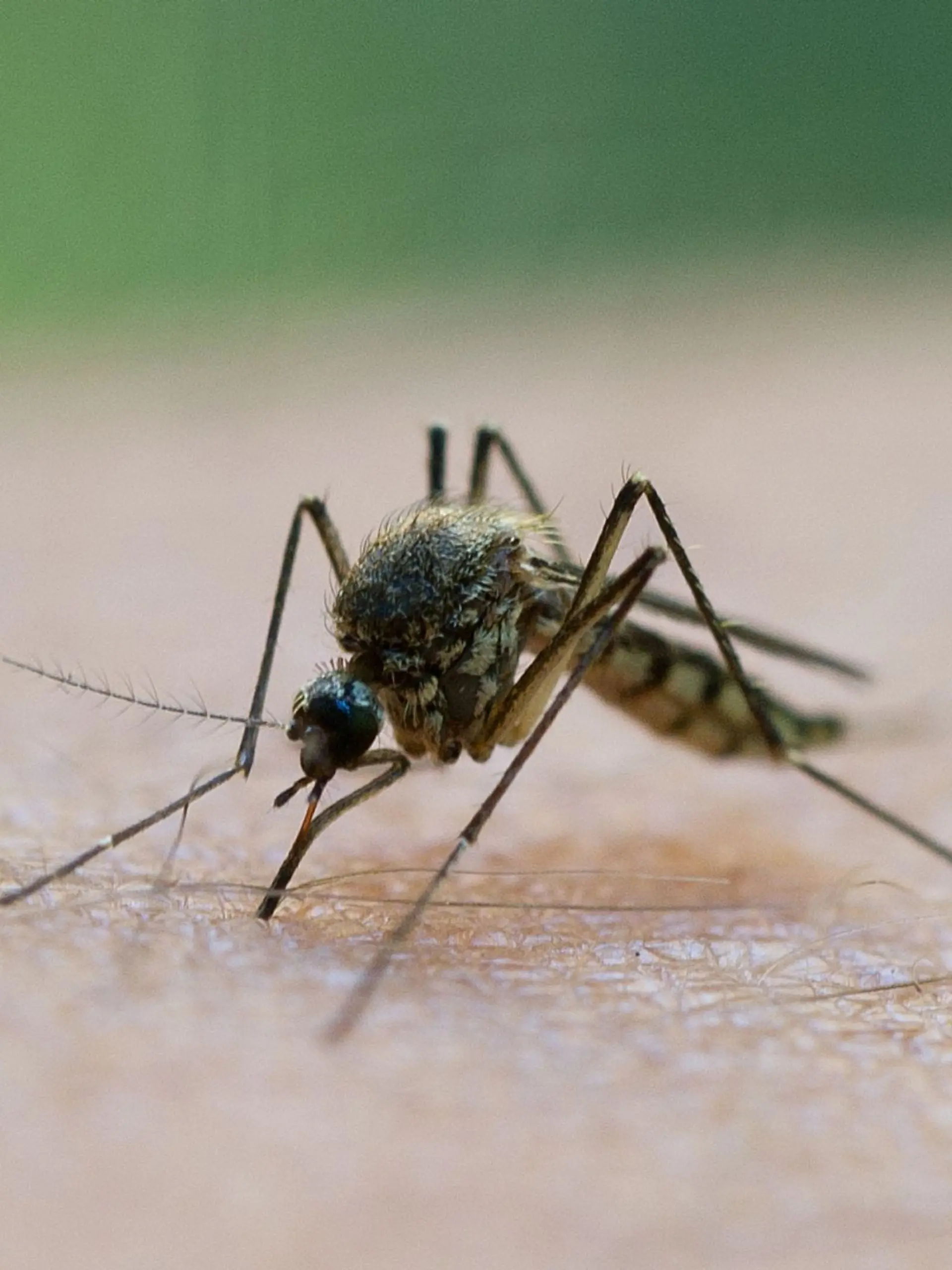 Bild zu: "RKI warnt vor West-Nil-Virus! Was die Krankheit so unberechenbar macht"