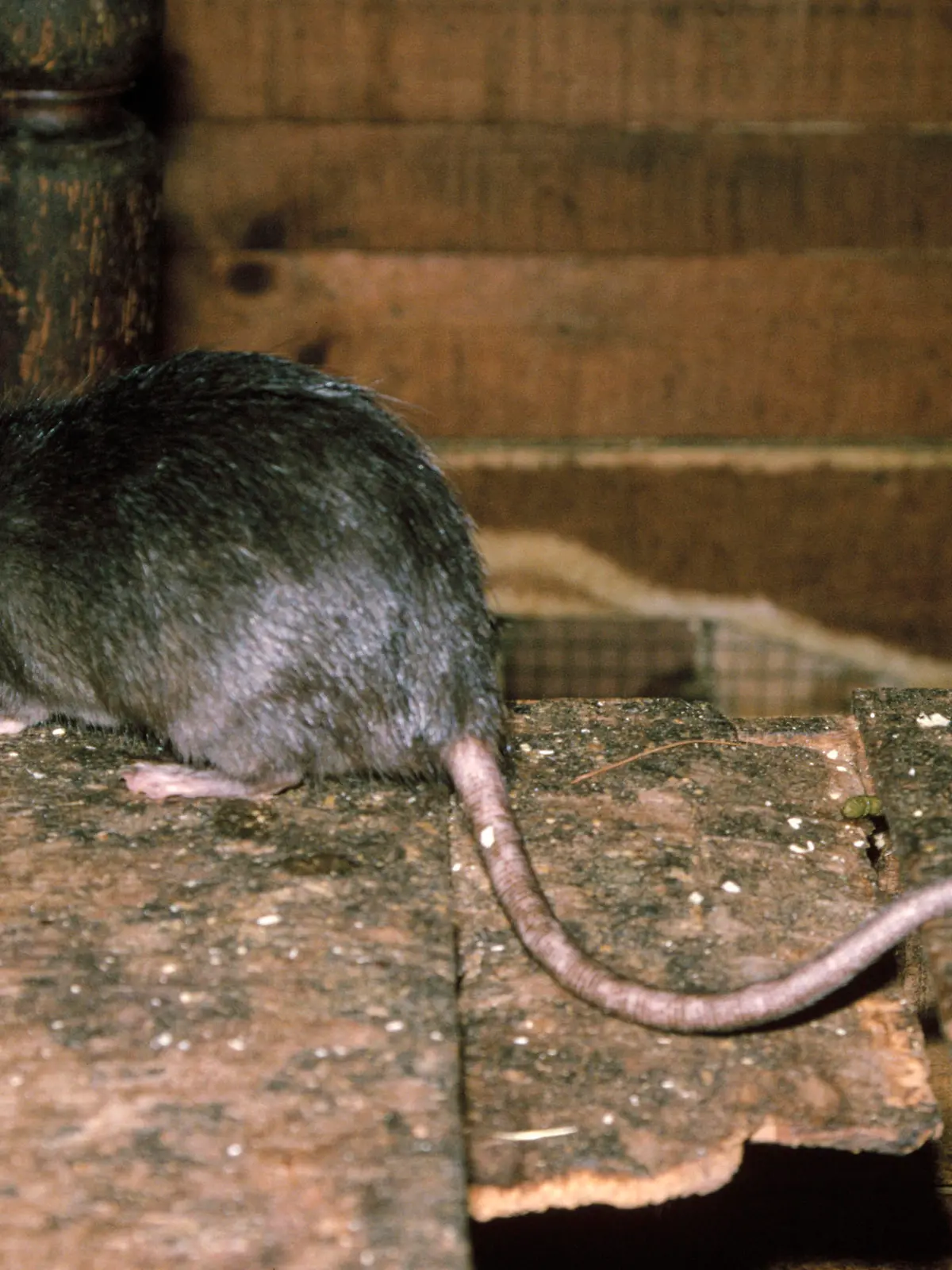 Black / Ship Rat - also know as the House / Roof Rat Rattus rattus PUBLICATIONxINxGERxSUIxAUTxONLY Copyright: PatxMorris 10854621