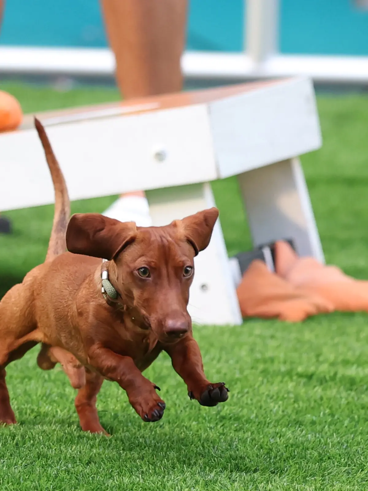 March 26, 2026, Miami Gardens, Florida, United States Of America: MIAMI GARDENS, FLORIDA - MARCH 26: Alexander Zverev spotted with his dog, Mishka, on day 10 of the Miami Open at Hard Rock Stadium on March 26, 2026 in Miami Gardens, Florida. ...People: Mishka (Credit Image: Â© SMG via ZUMA Press Wire