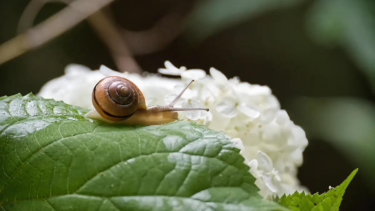 Schnecken im Garten: Wie wird man sie am besten los?