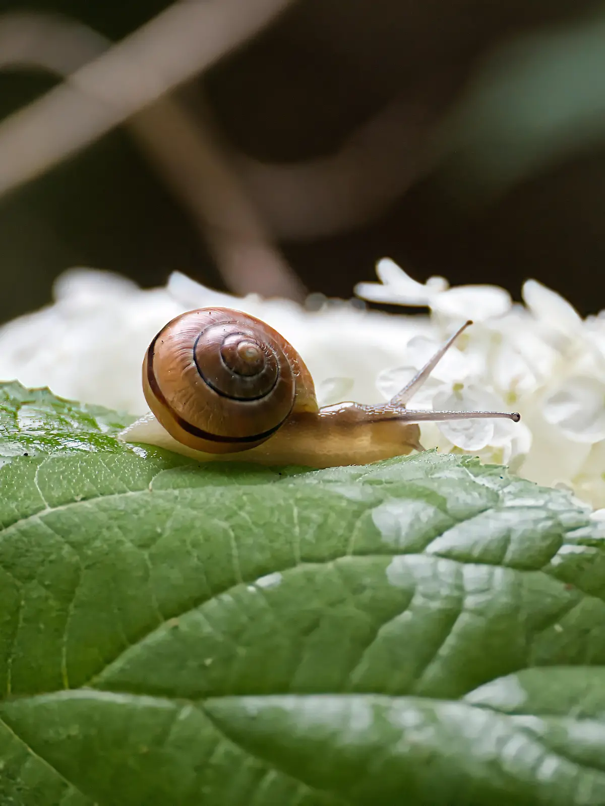 Schnecken im Garten: Wie wird man sie am besten los?
