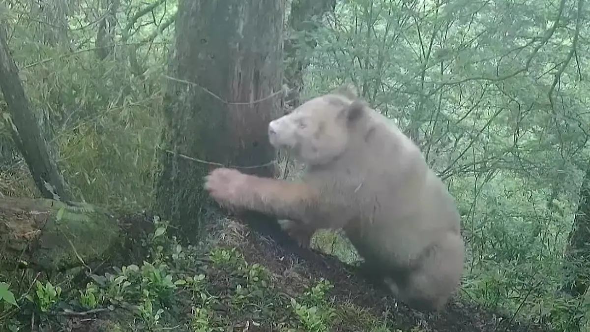 Das weiße Wunder! Dieser Panda ist eine echte Sensation Wildtierkamera gelingt seltene Aufnahme