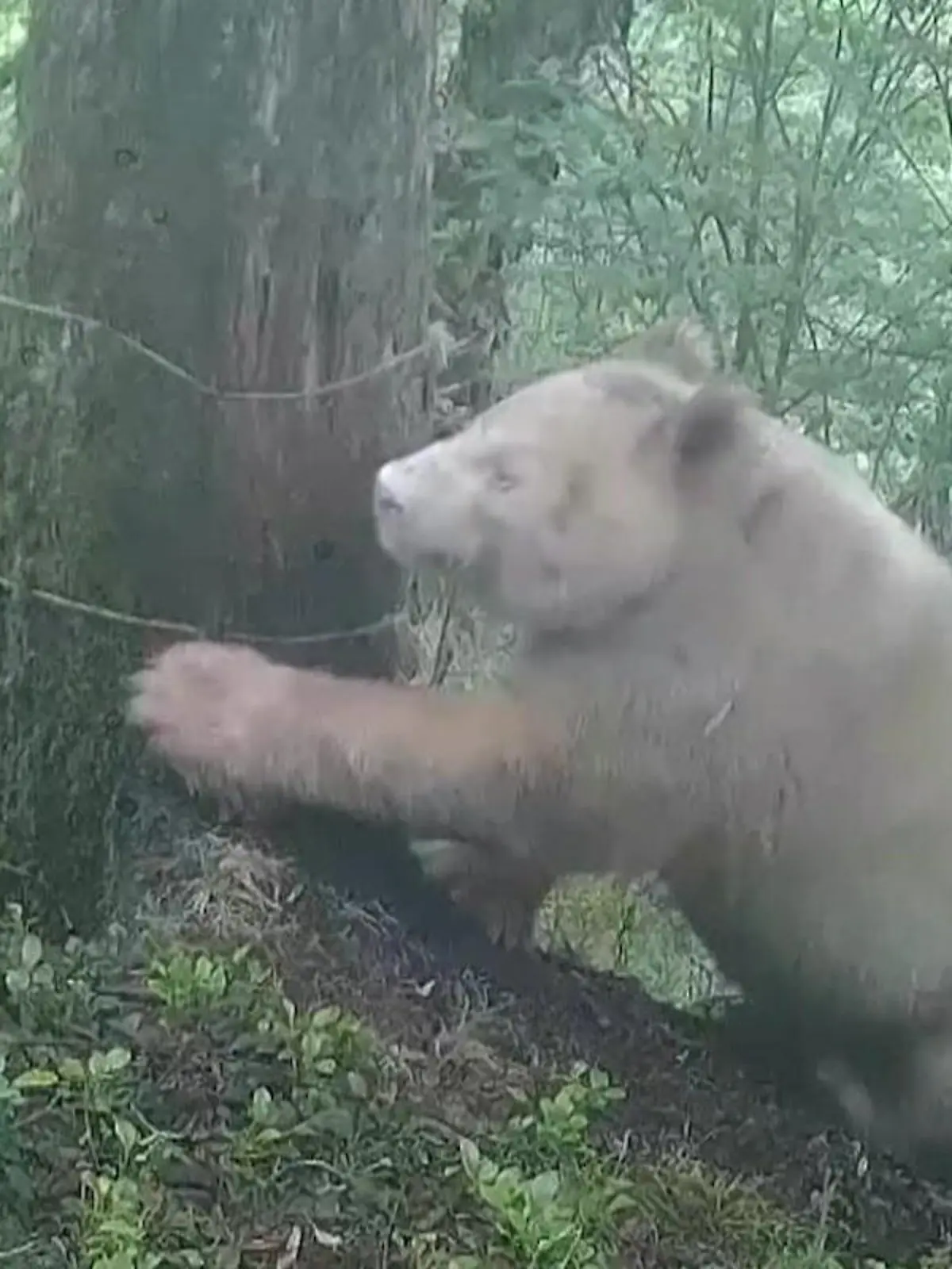 Bild zu: "Das weiße Wunder! Dieser Panda ist eine echte Sensation"