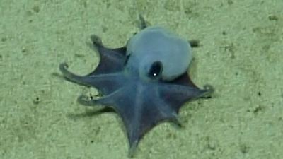 Neuer blauer Oktopus entdeckt: Winziges Tier vor Galapagos-Inseln
