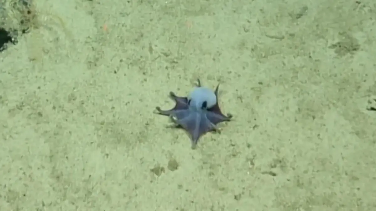 Neue Art entdeckt! Taucher filmen blauen Mini-Oktopus – in 1.800 Metern Tiefe Kaum größer als ein Golfball