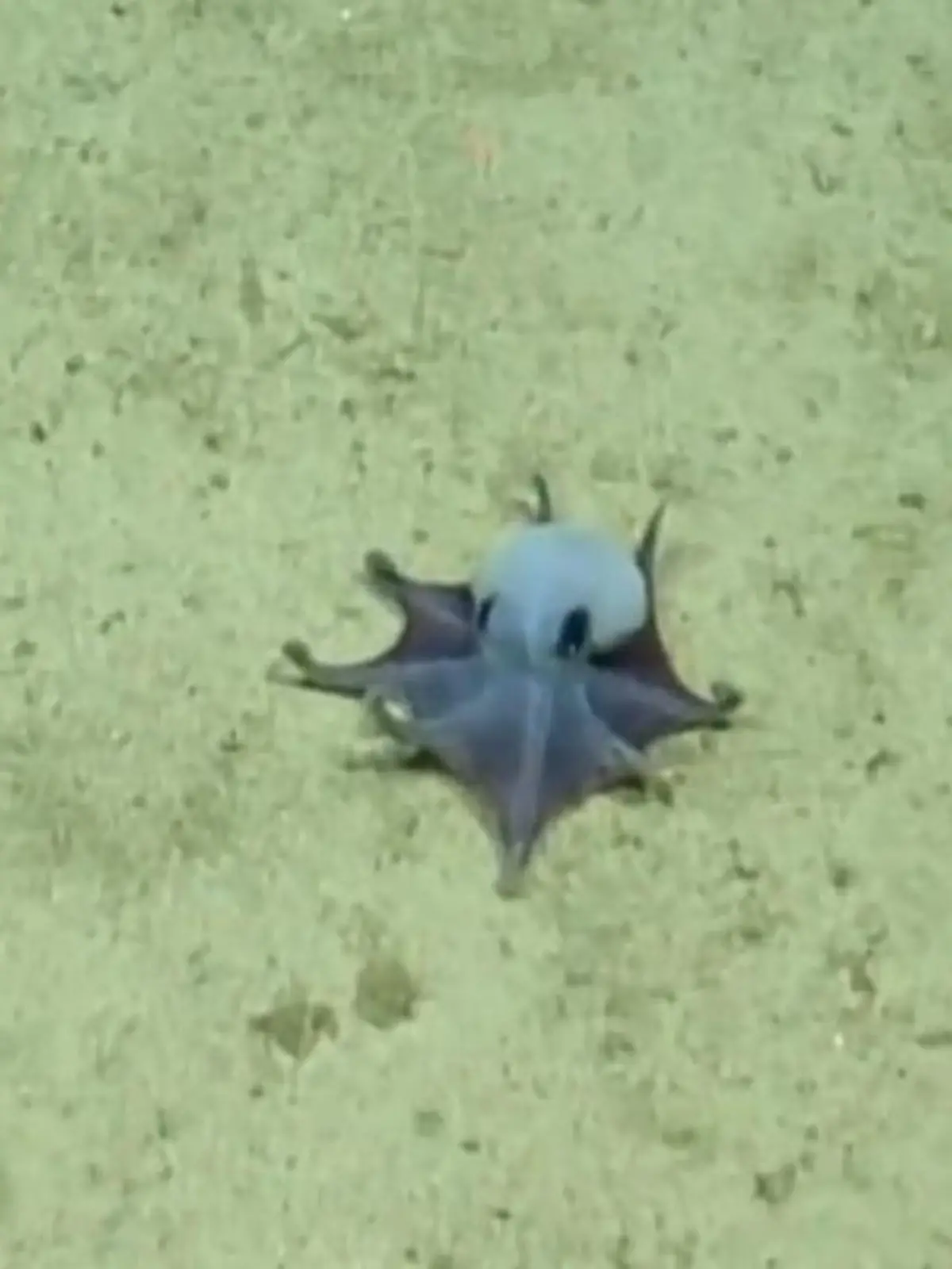 Bild zu: "Neue Art entdeckt! Taucher filmen blauen Mini-Oktopus – in 1.800 Metern Tiefe"