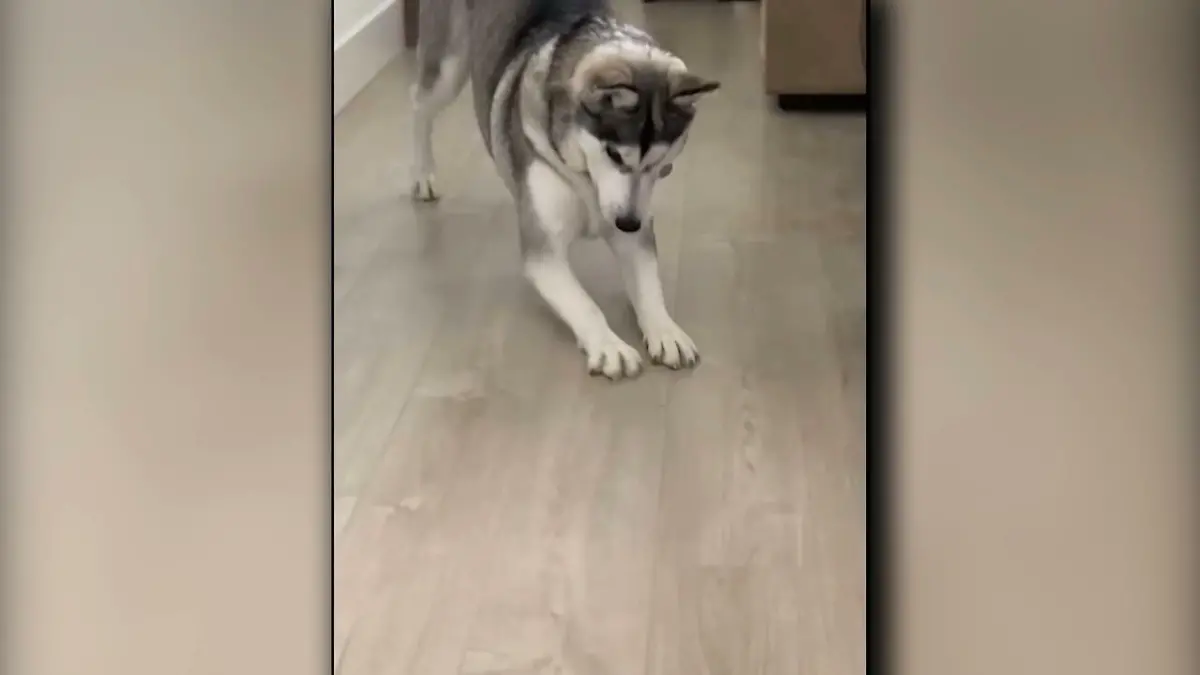 Husky verliert Leckerchen - unter seiner Pfote! Eben war es doch noch da