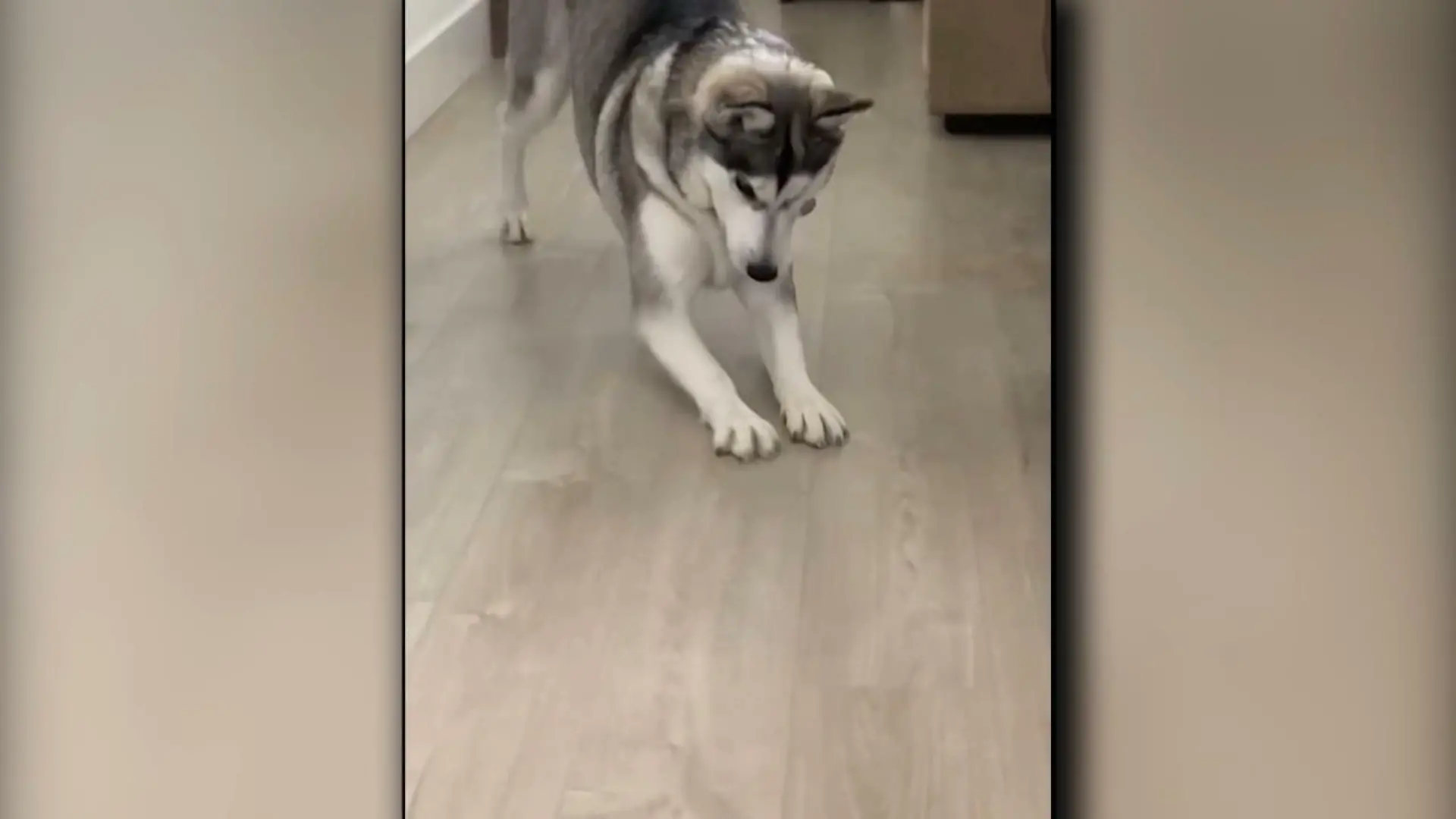 Husky verliert Leckerchen - unter seiner Pfote! Eben war es doch noch da