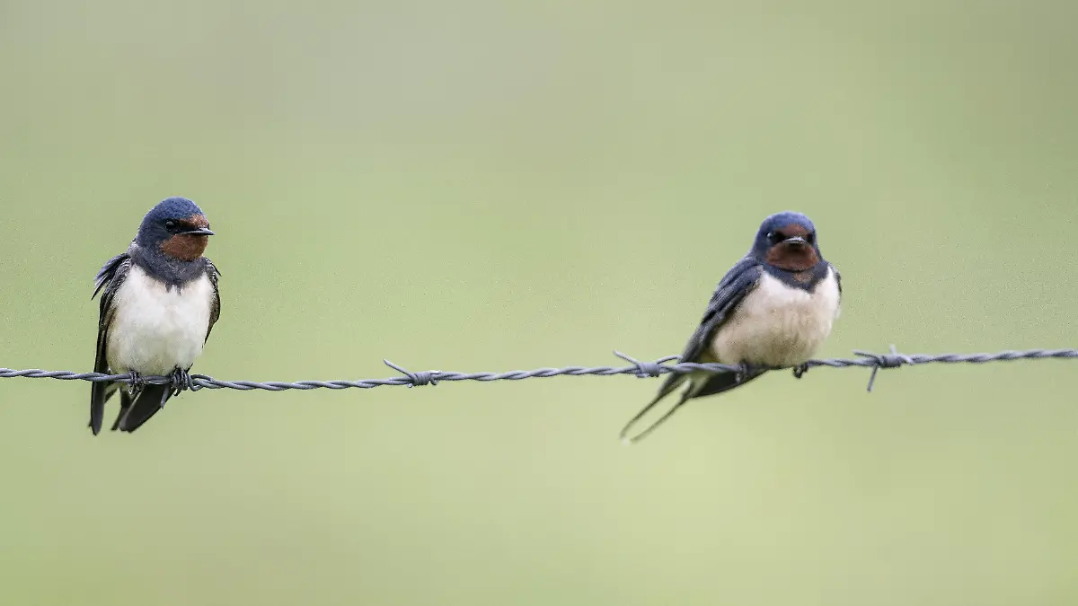 Rauchschwalben (Hirundo rustica), Emsland, Niedersachsen, Deutschland