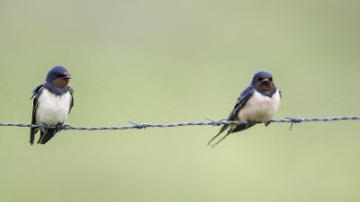 Spatzen in Deutschland geht es schlecht, Finken erfreulicher: NABU-Zahlen zu Gartenvögeln