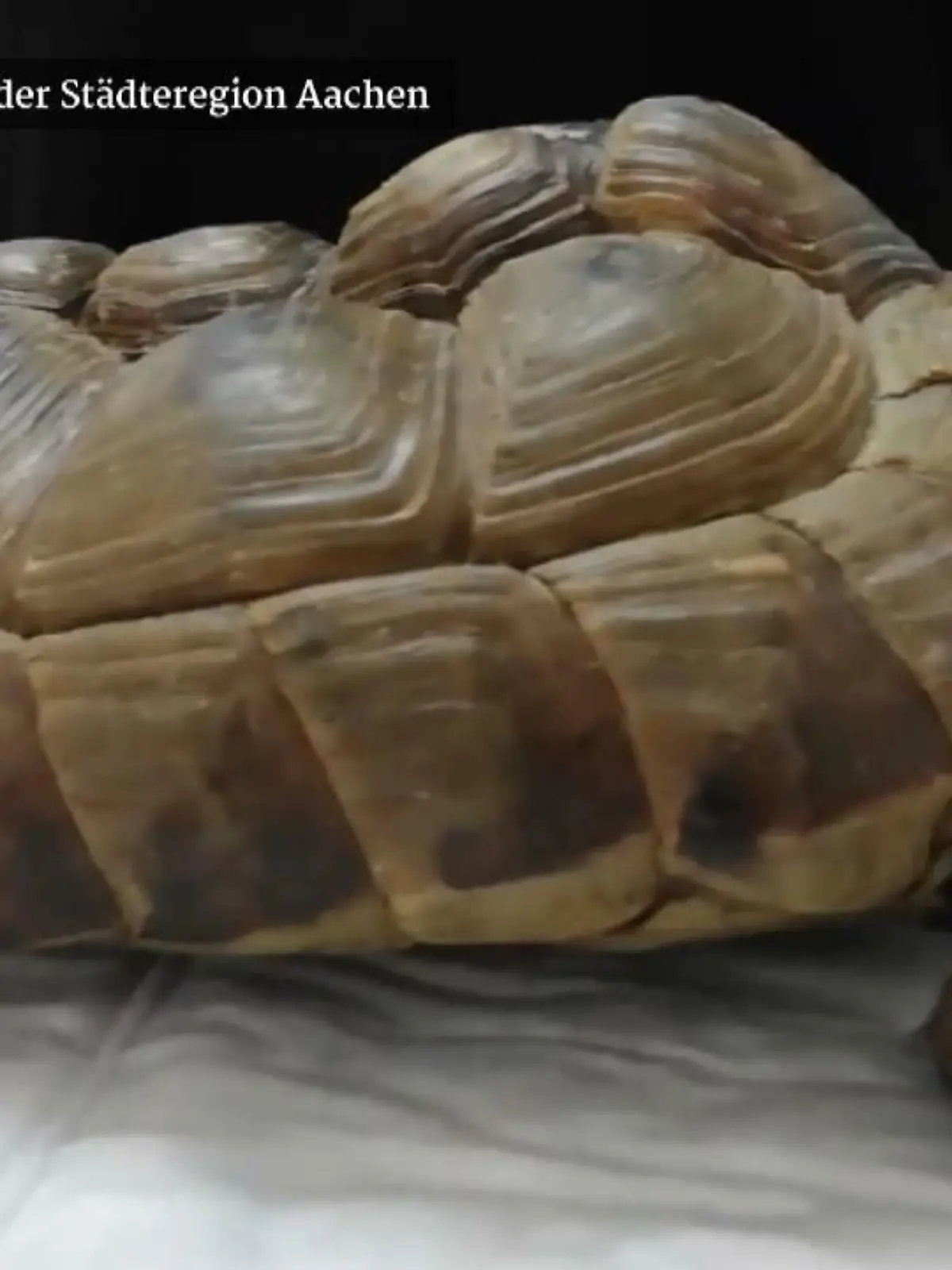 Die Reptilienauffangstation der Städteregion Aachen hat aktuell zwei Landschildkröten in Betreuung. Sie wurden total verformt gefunden. Die Experten wollen den beiden ein möglichst schönes weiteres Schildkrötenleben bescheren.