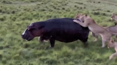 Bild von Raubtiere krallen sich in Rücken! Löwenrudel jagt Nilpferd