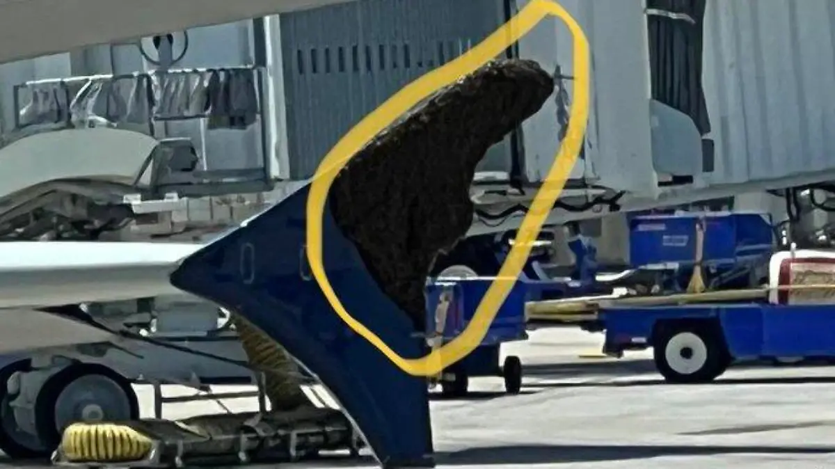 Ein großer Bienenschwarm belagert die Tragfläche des Flugzeugs.