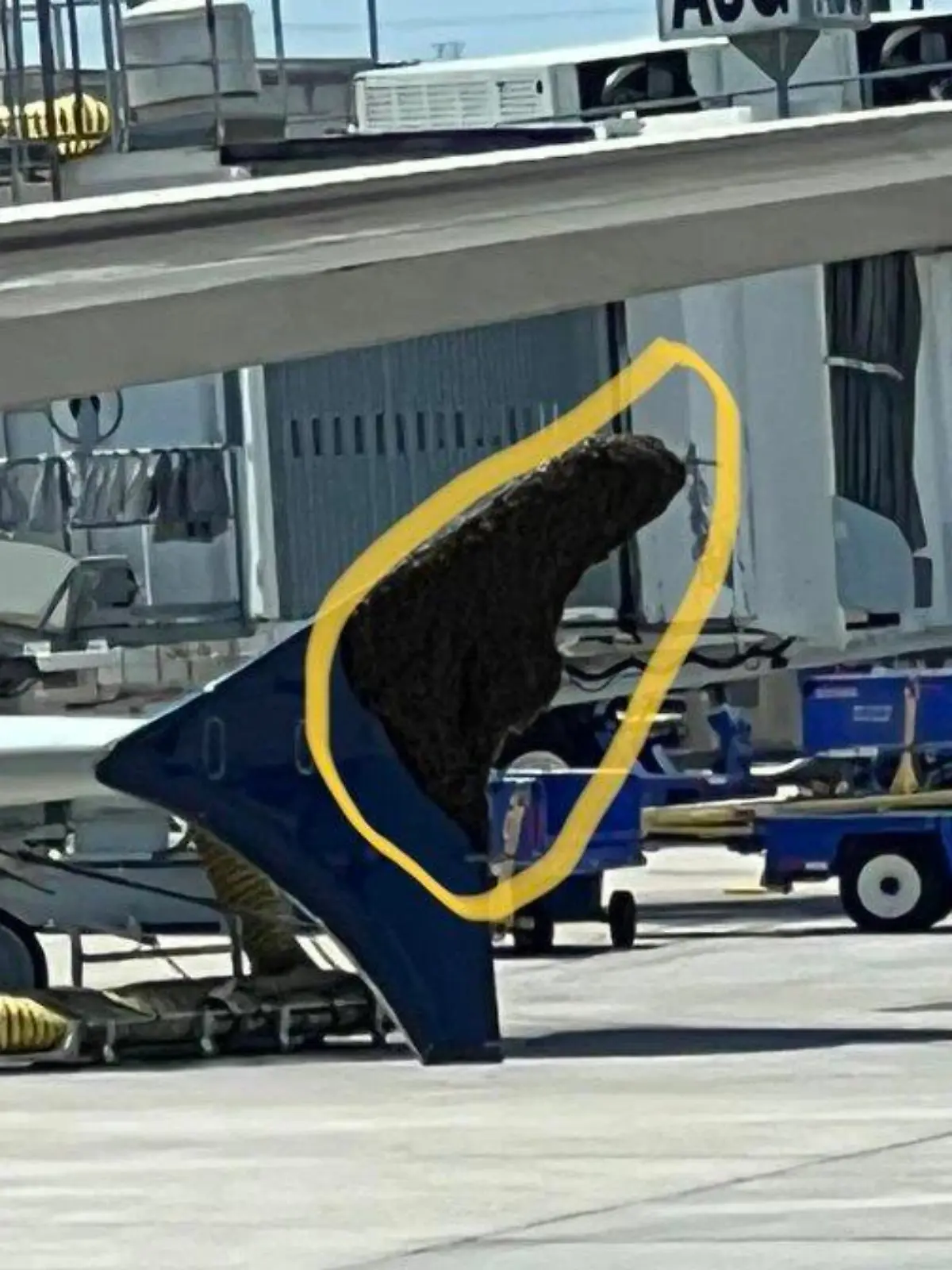 Ein großer Bienenschwarm belagert die Tragfläche des Flugzeugs.