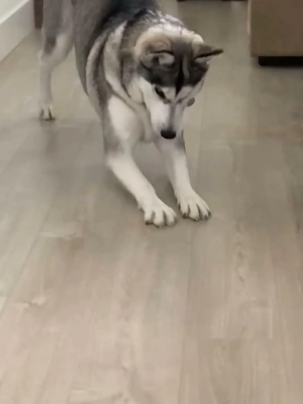 Bild zu: "Husky verliert Leckerchen unter Pfote"